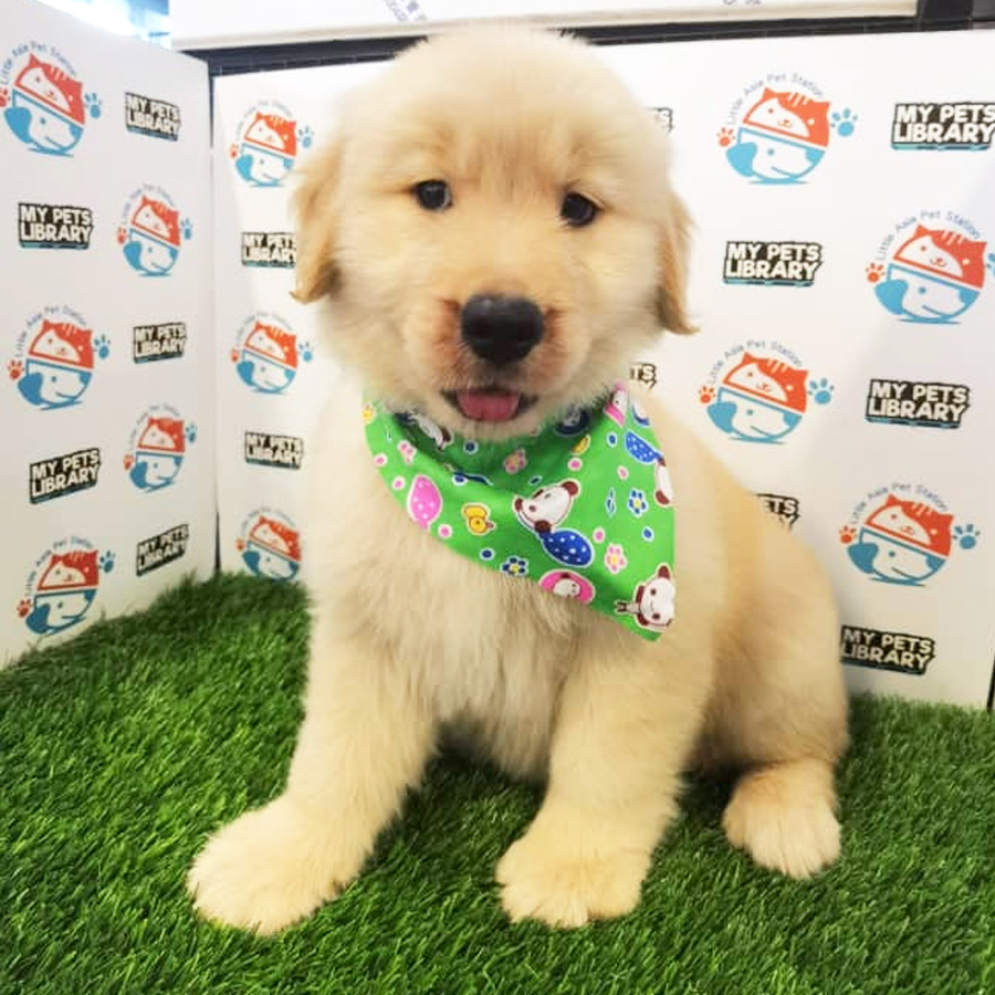 Golden Retriever Puppy (Female) For Sale