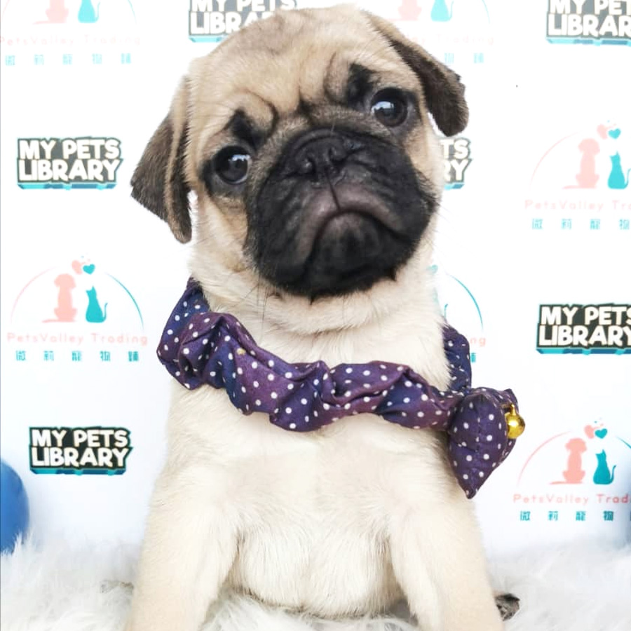 Pug Puppy (Male) For Sale