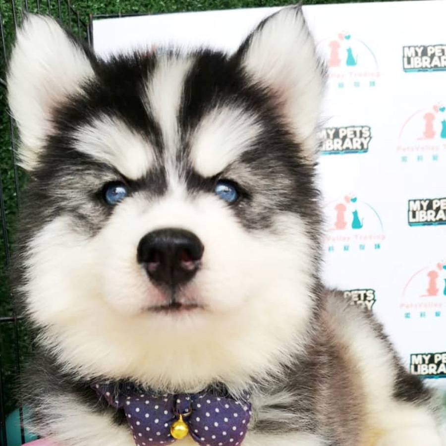 Wooly Husky Puppy For Sale