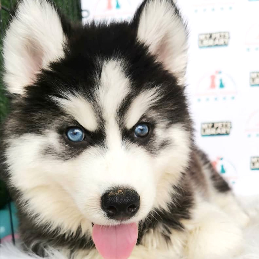 Wooly Husky Puppy For Sale