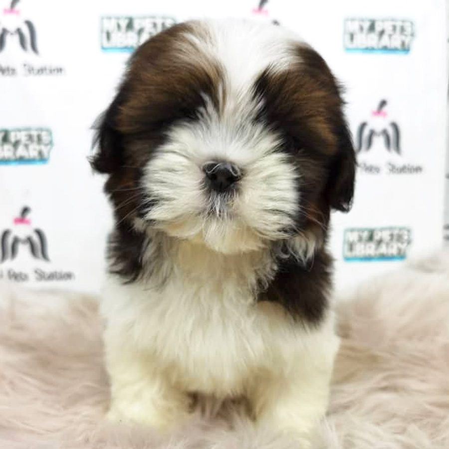 Shih Tzu Puppy (Female) For Sale