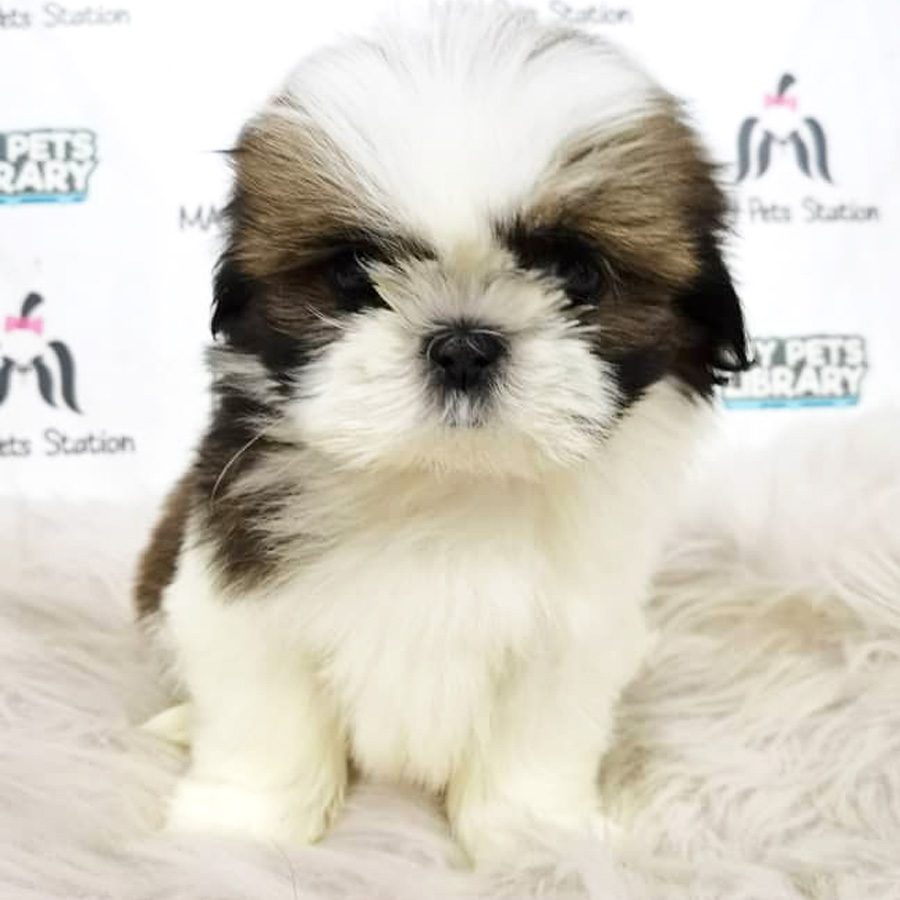 Shih Tzu Puppy (Female) For Sale