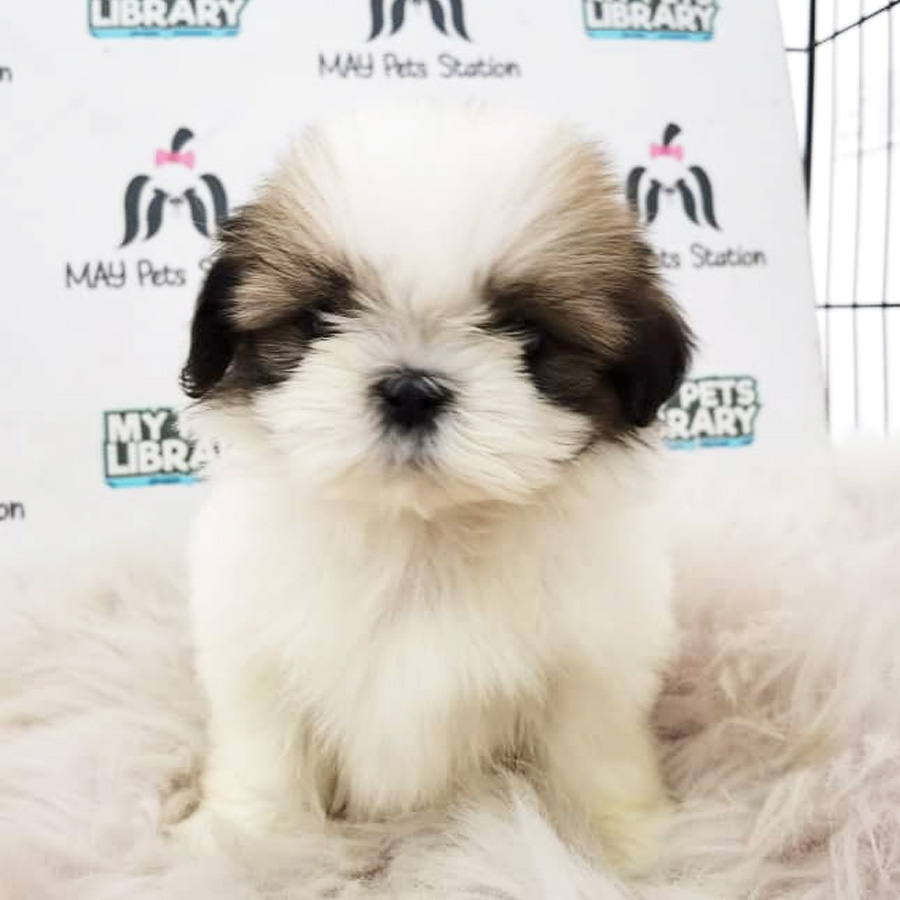 Shih Tzu Puppy (Female) For Sale