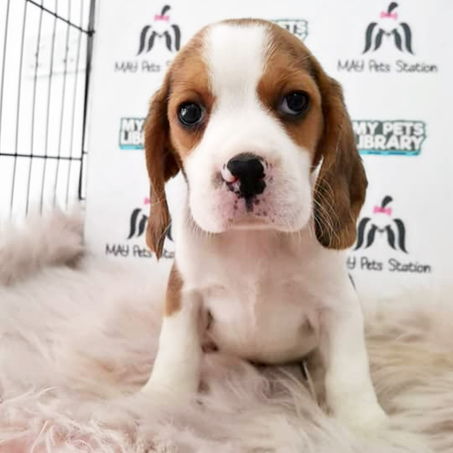 Beagle Puppy (Male) For Sale