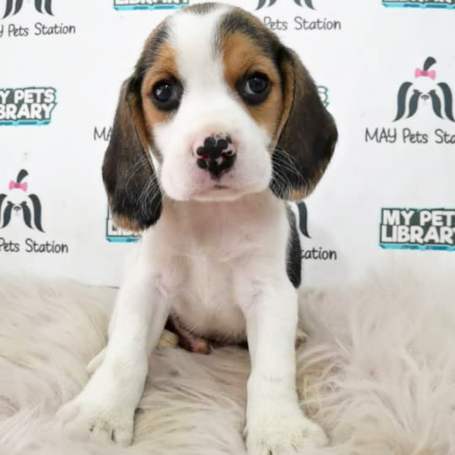 Beagle Puppy (Male) For Sale