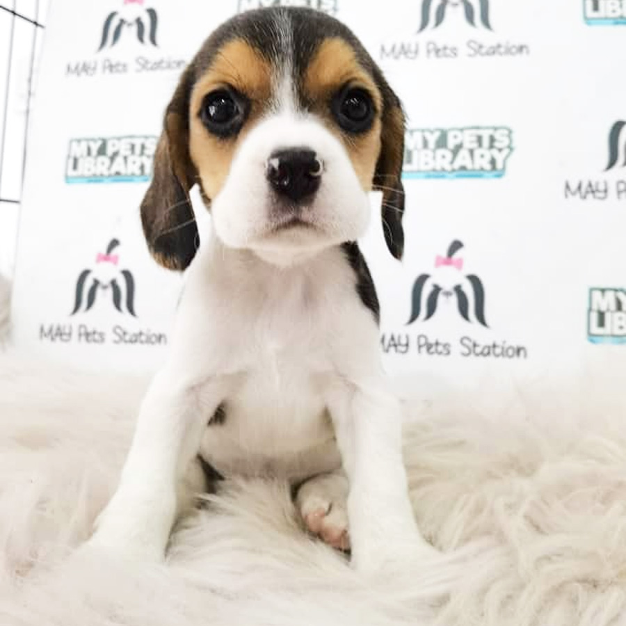 Beagle Puppy (Female) For Sale
