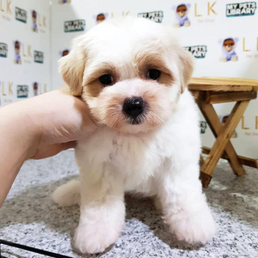 Toy Poodle Puppy (Female) For Sale