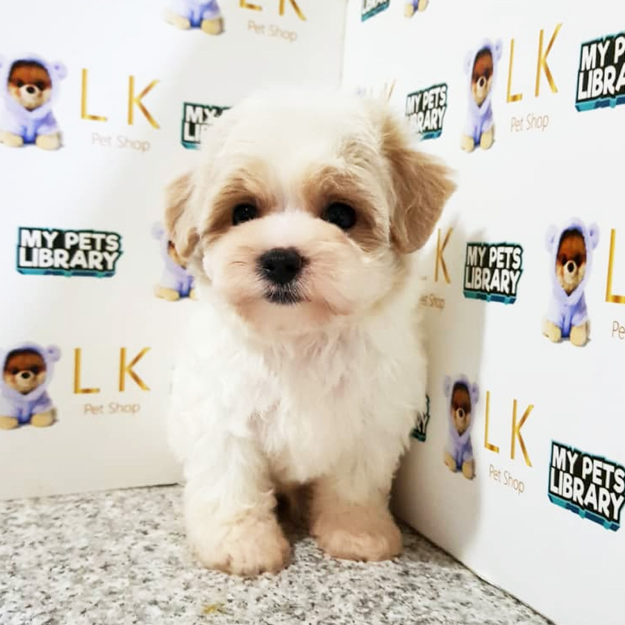 Toy Poodle Puppy (Male) For Sale