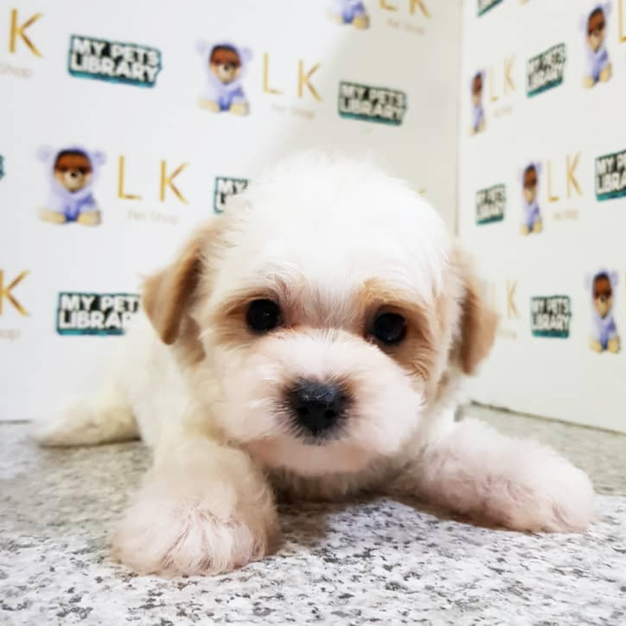 Toy Poodle Puppy (Male) For Sale