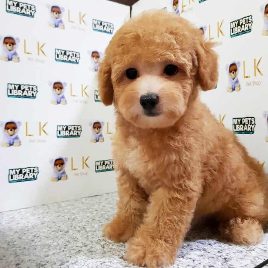 Toy Poodle Puppy (Male) For Sale