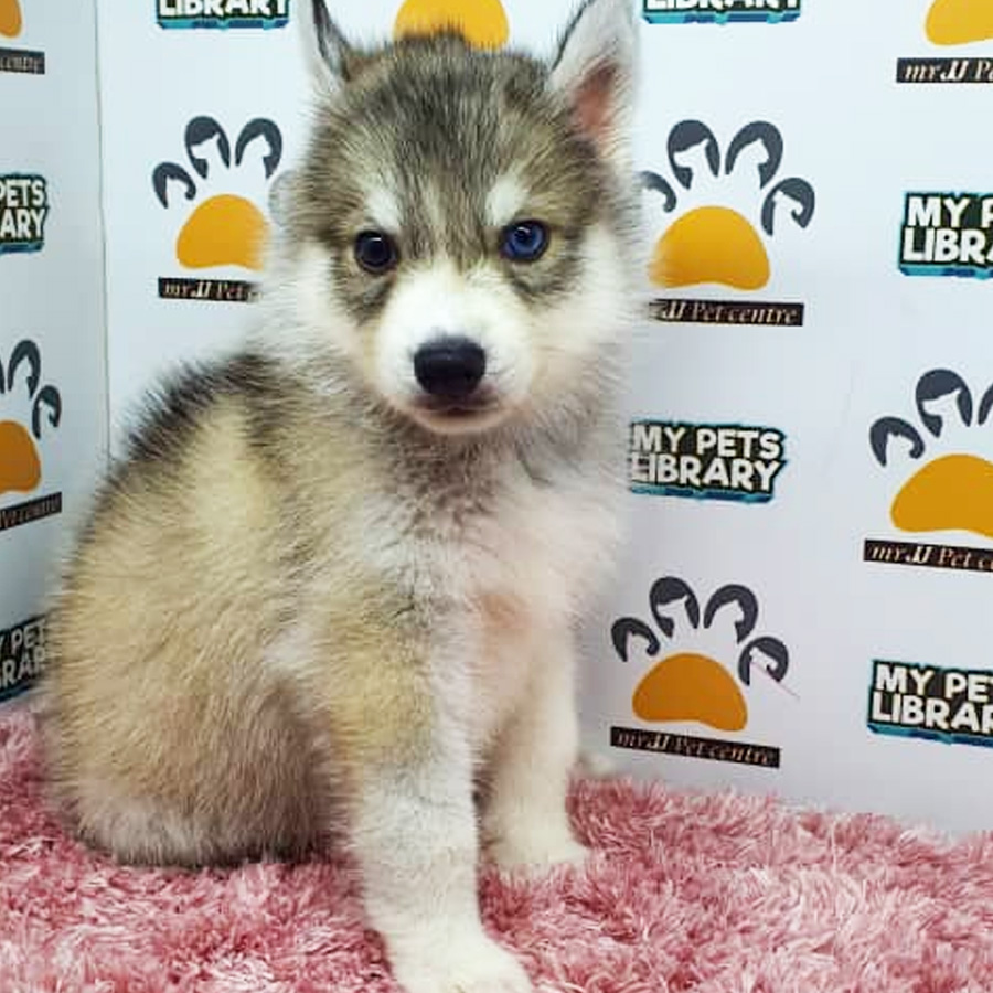 Siberian Husky Puppy (Female) For Sale
