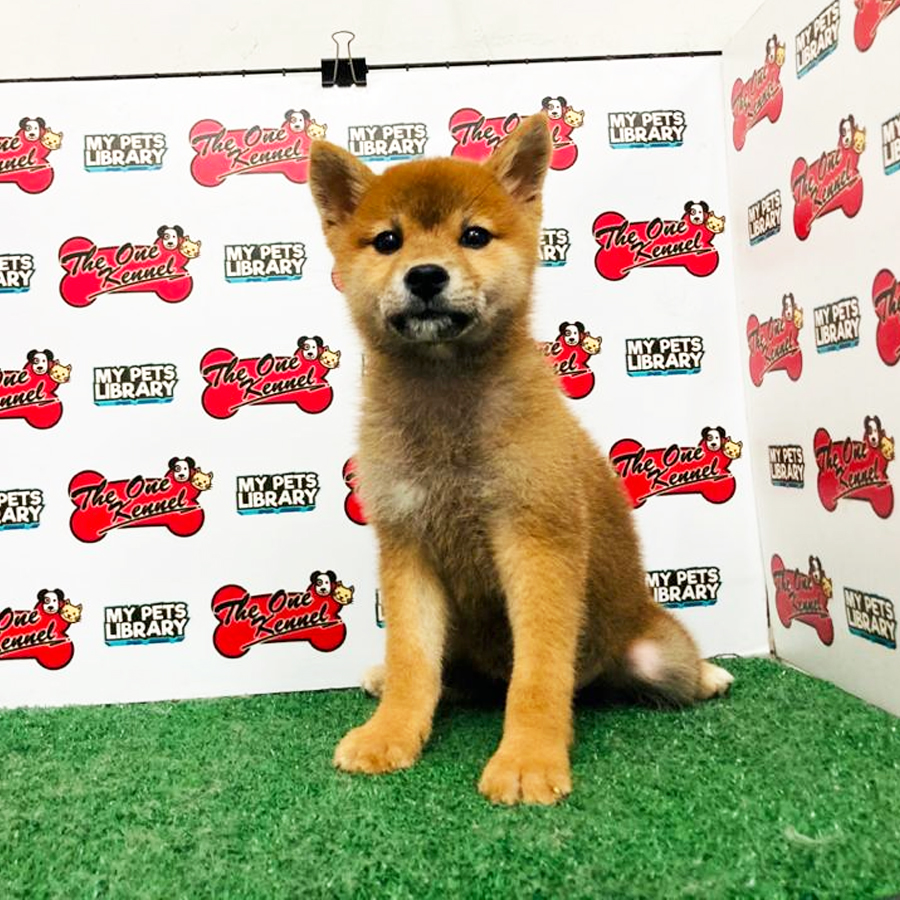 Shiba Inu Puppy For Sale