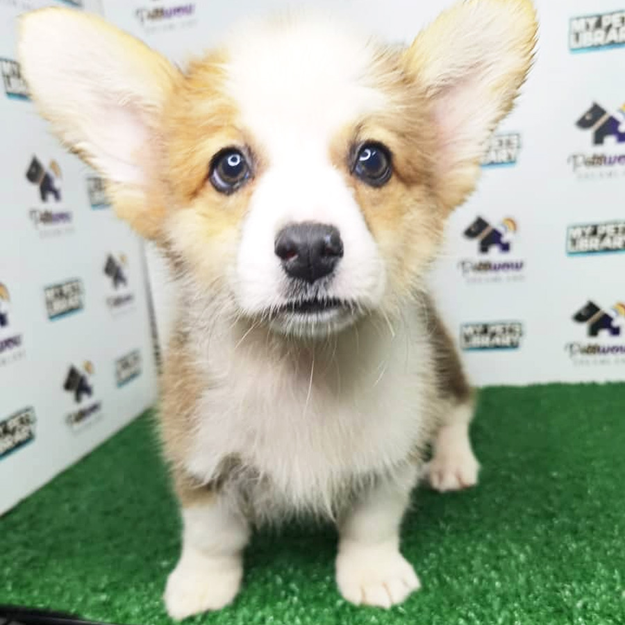 Welsh Corgi Puppy (Female) For Sale