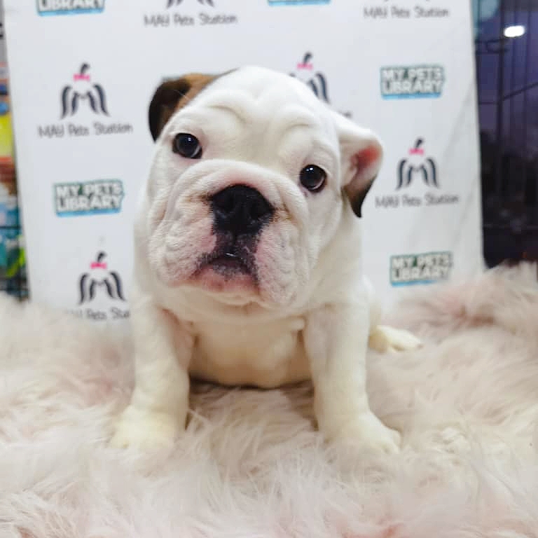 English Bulldog Puppy For Sale