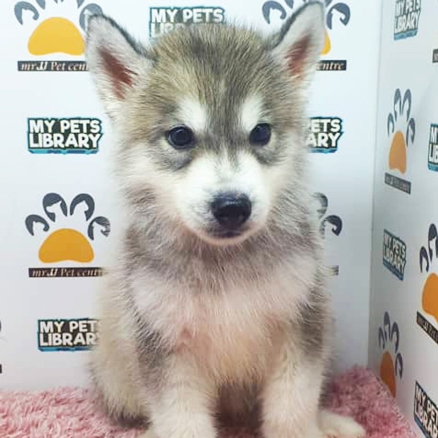 Siberian Husky Puppy (Female) For Sale