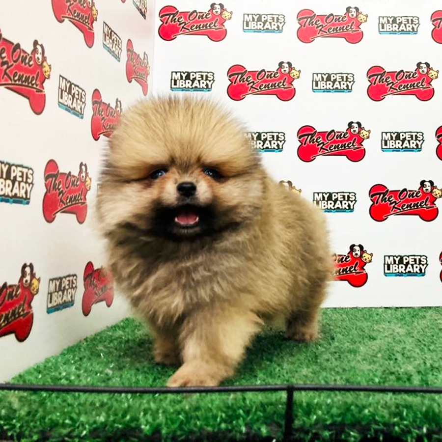 Pomeranian Puppy (Male) For Sale