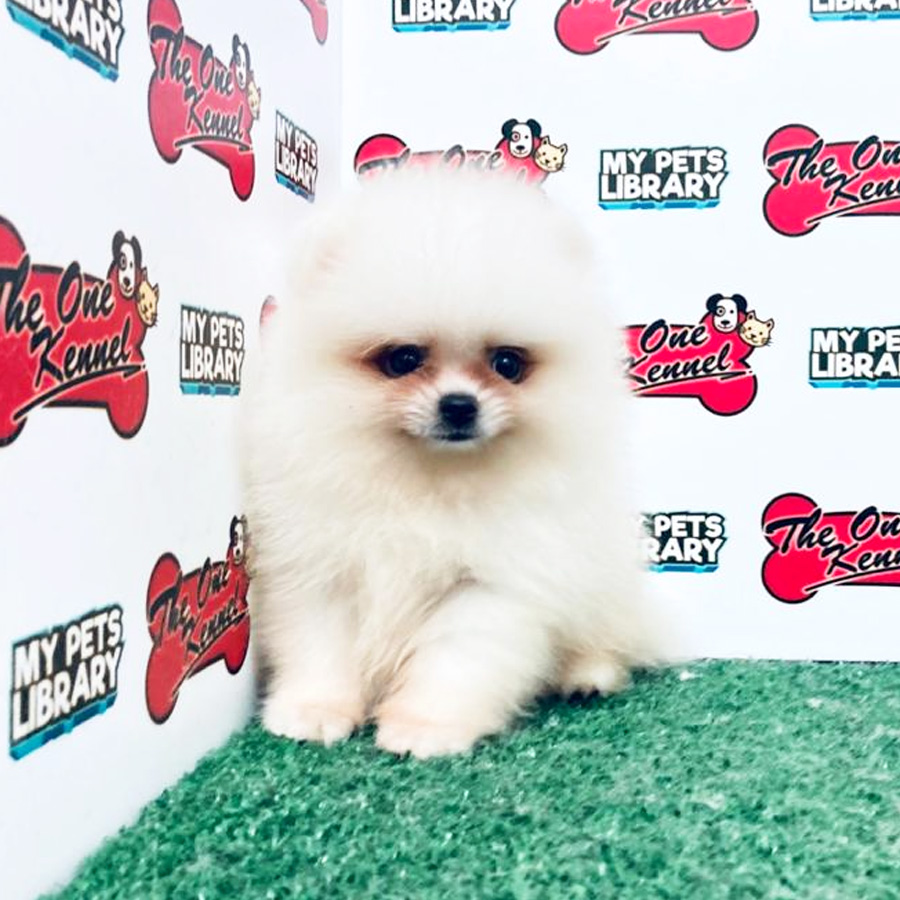 Pomeranian Puppy (Male) For Sale