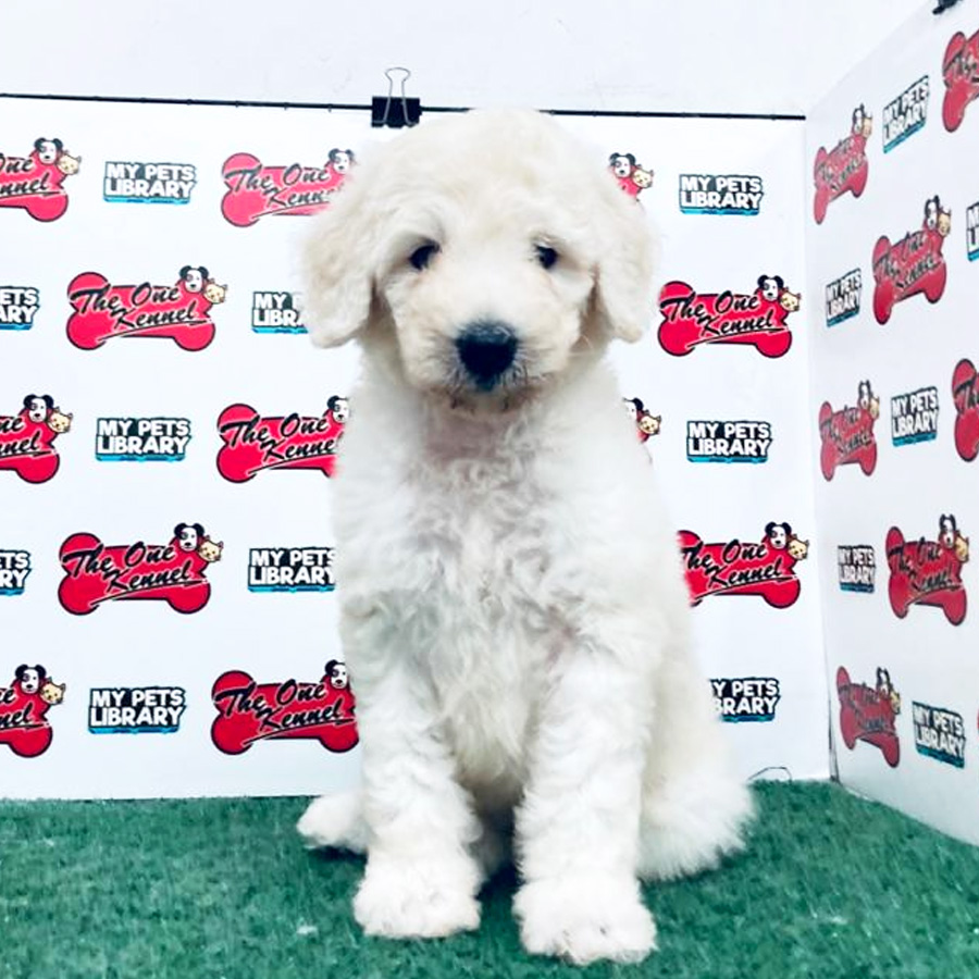 Giant Poodle Puppy For Sale