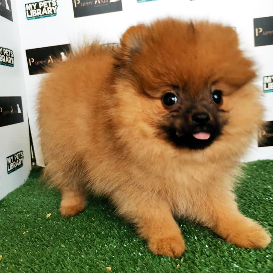 Pomeranian Puppy (Male) For Sale