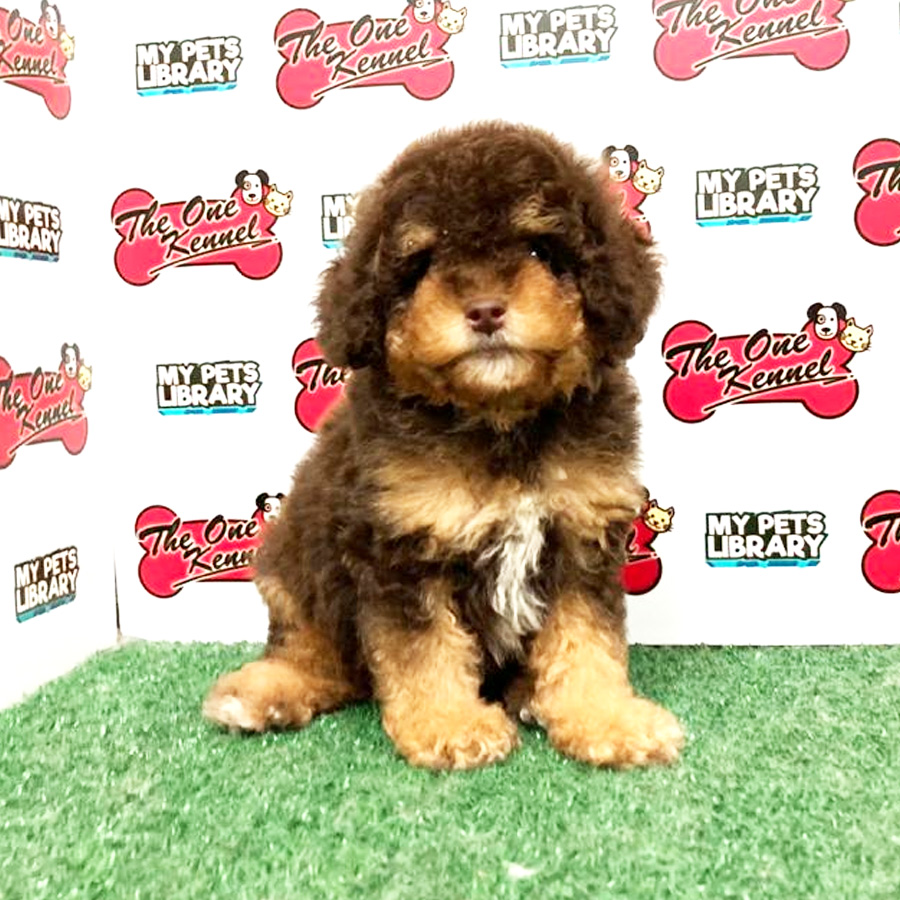 Toy Poodle Puppy (Male) For Sale