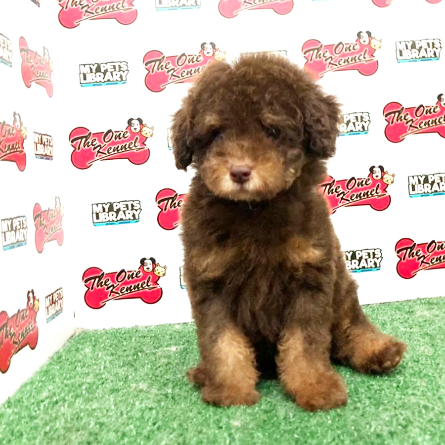 Toy Poodle Puppy (Male) For Sale