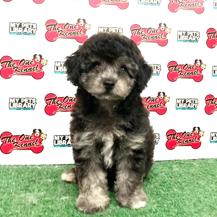 Toy Poodle Puppy (Male) For Sale