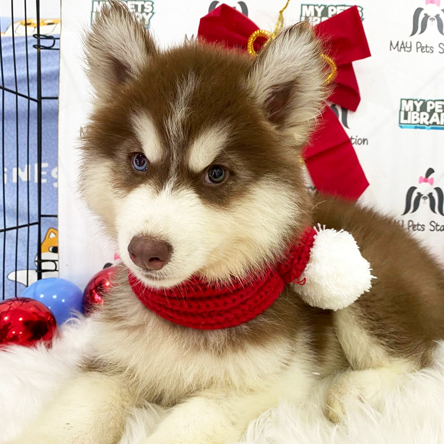 Wooly Husky Puppy For Sale