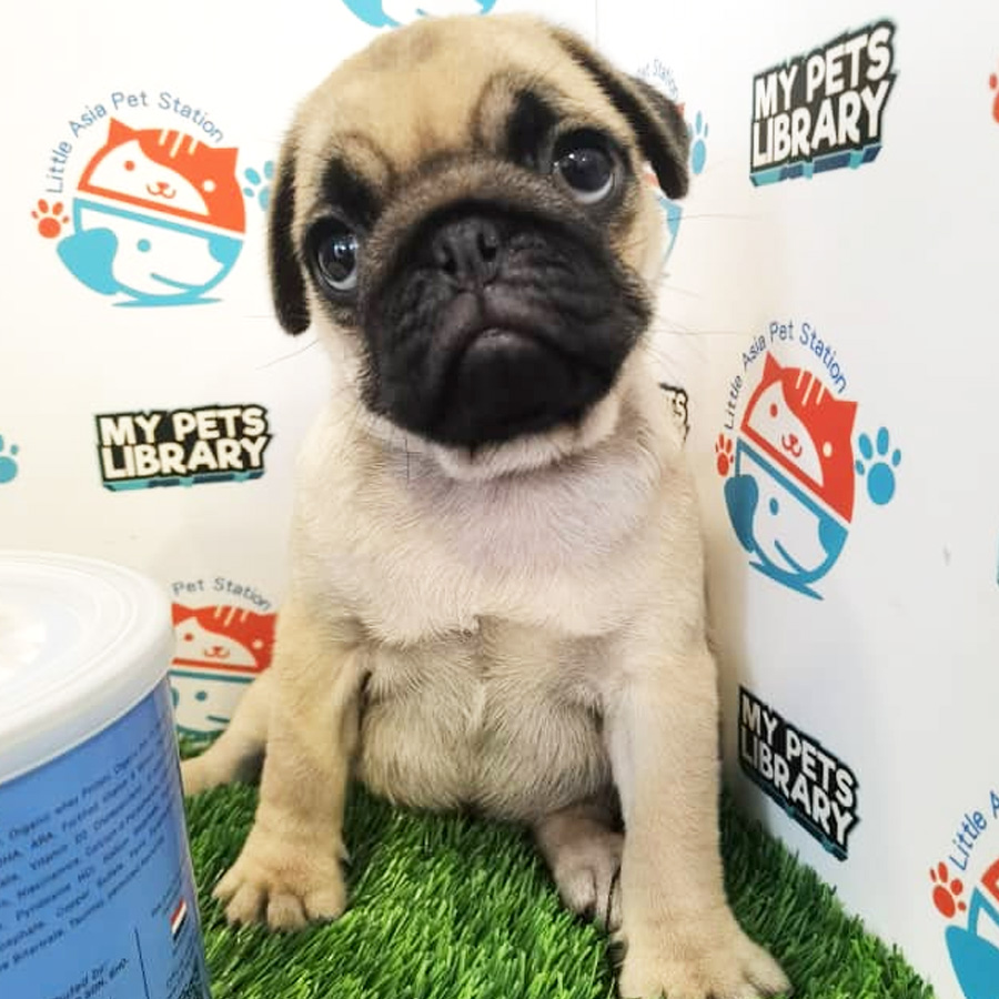 Pug Puppy (Female) For Sale