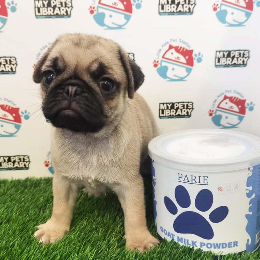 Pug Puppy (Female) For Sale