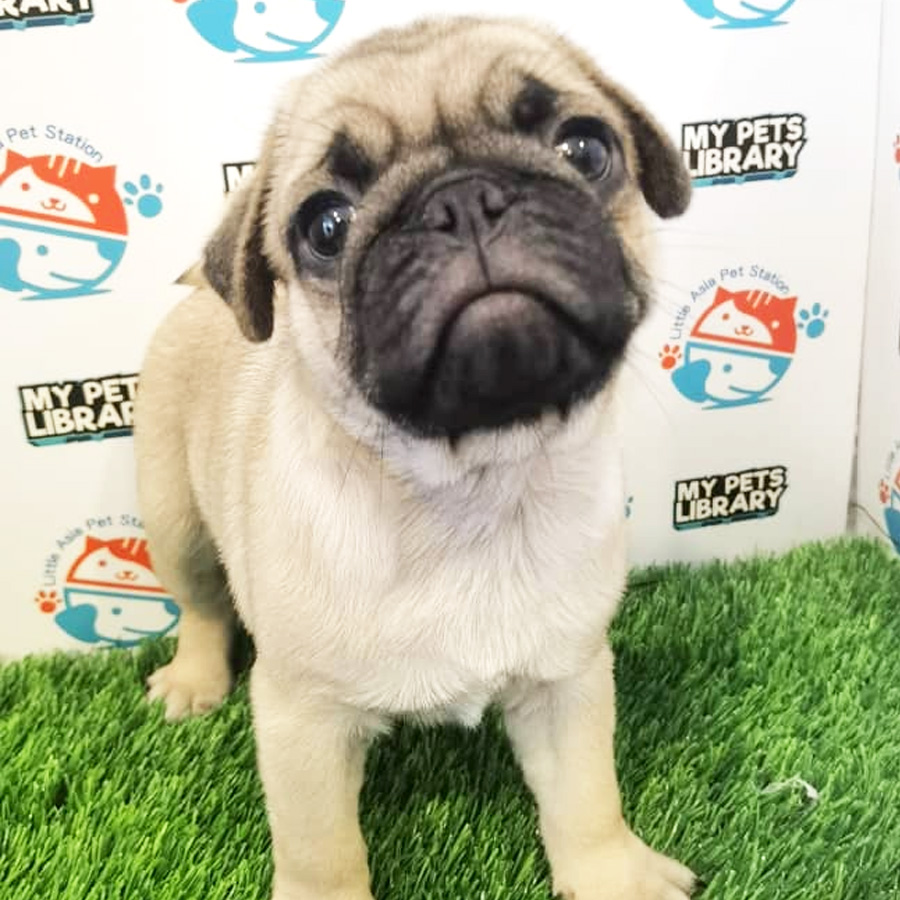 Pug Puppy (Male) For Sale