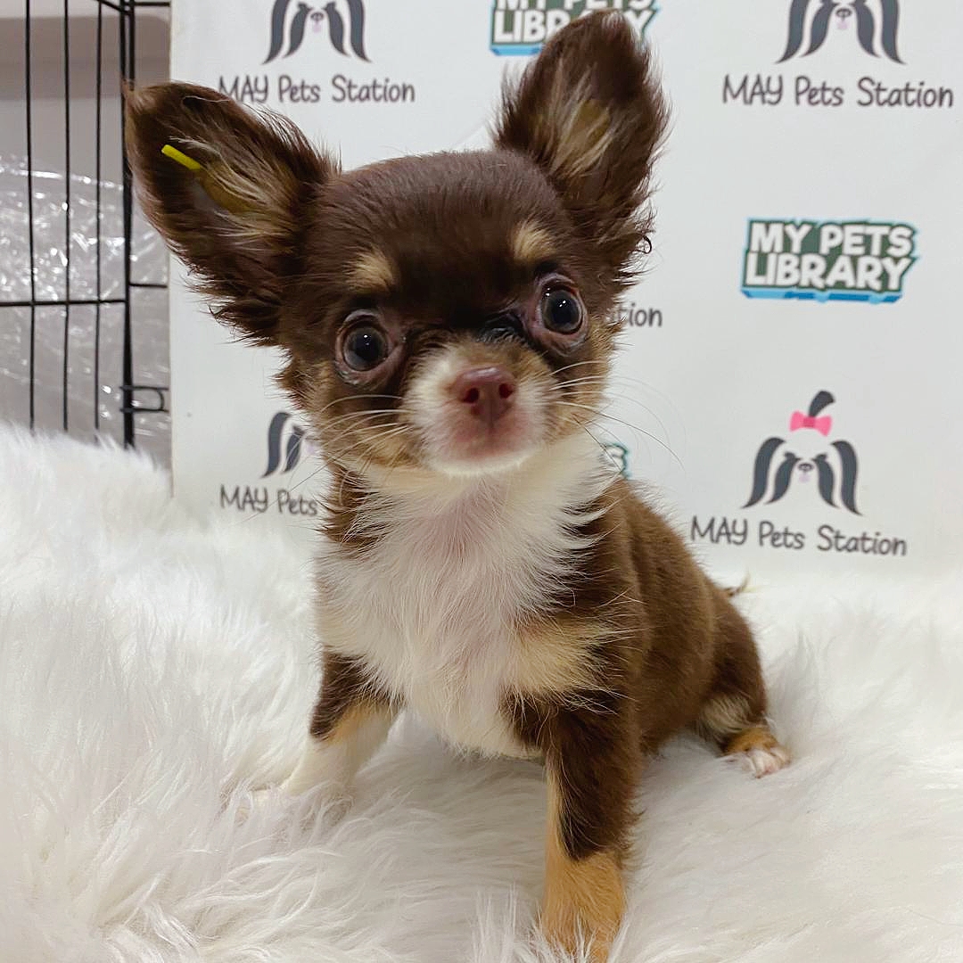 Chihuahua Puppy For Sale