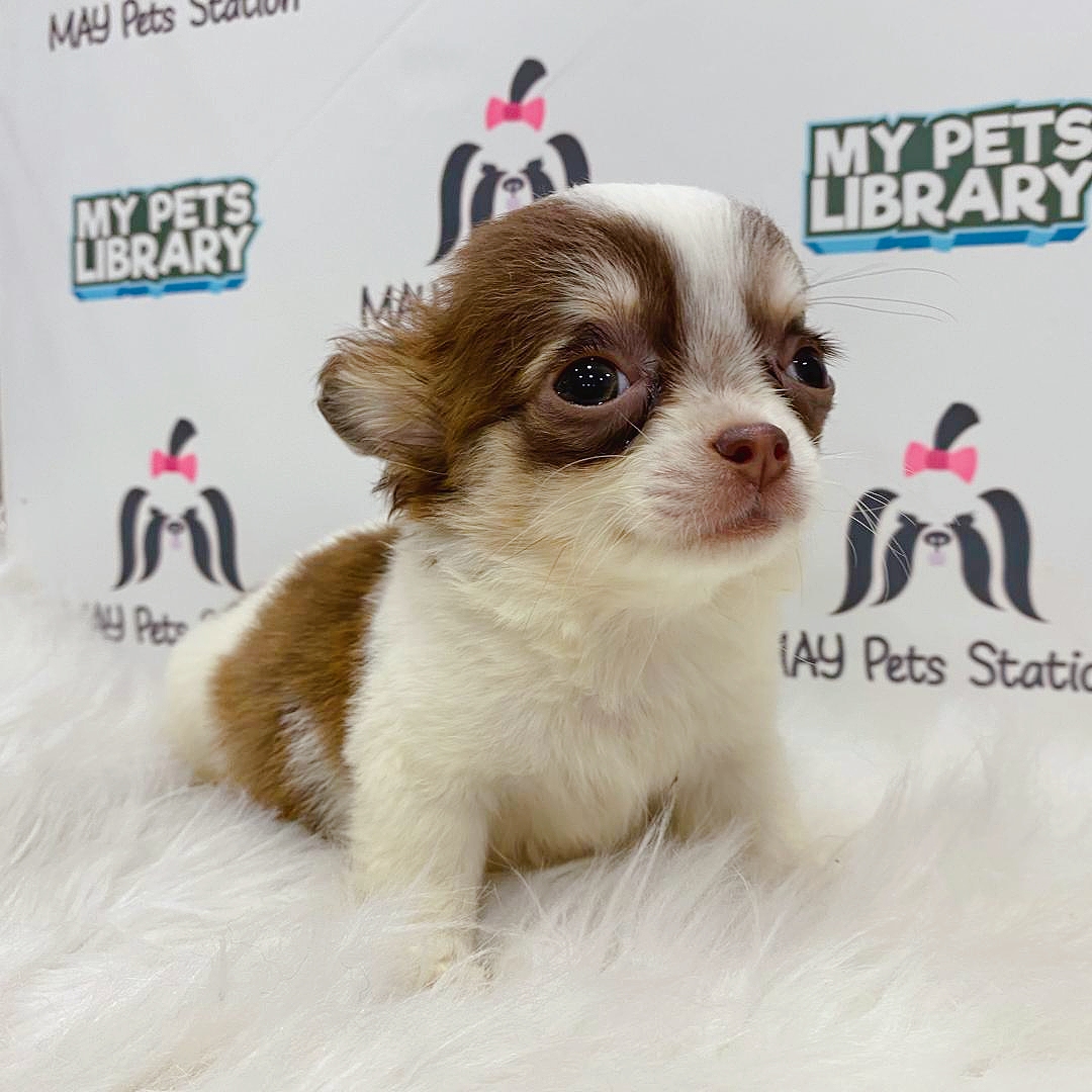 Chihuahua Puppy For Sale (Male)