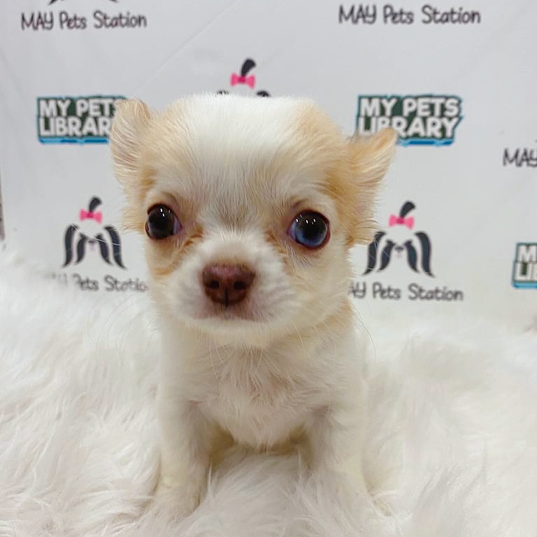 Chihuahua Puppy For Sale (Male)