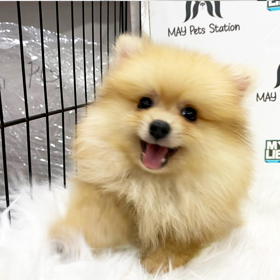 Pomeranian Puppy (Male) For Sale