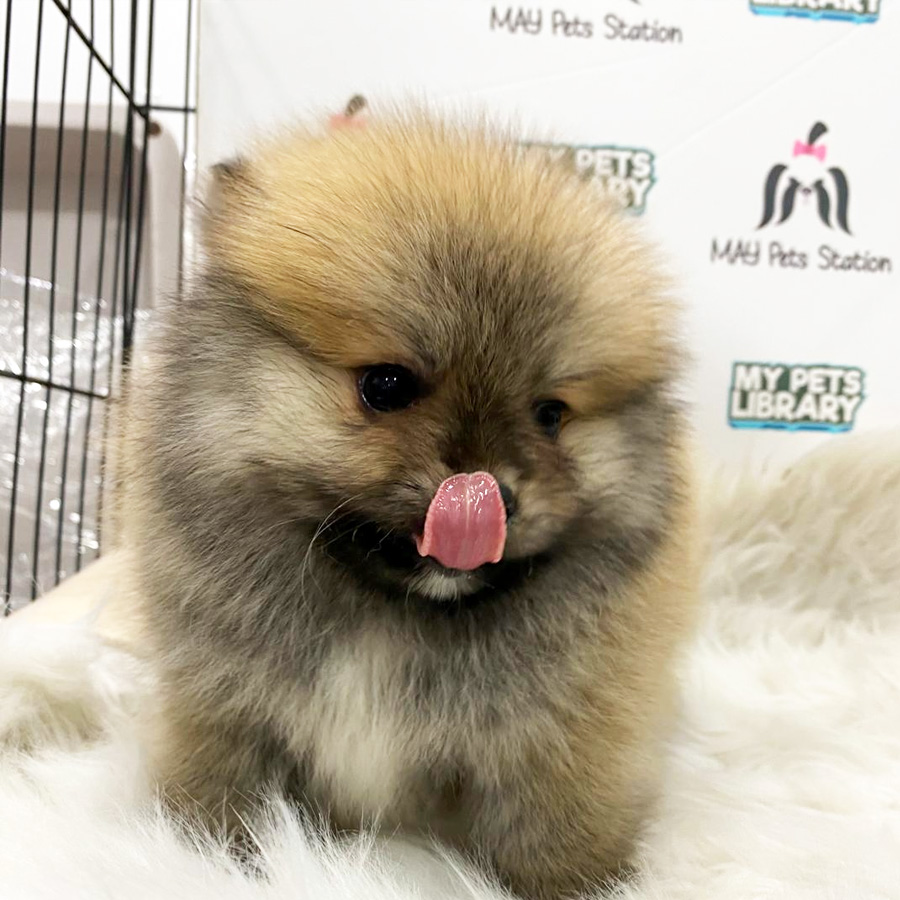 Pomeranian Puppy (Male) For Sale