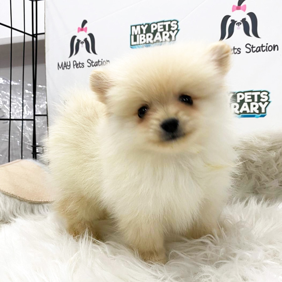 Pomeranian Puppy (Male) For Sale