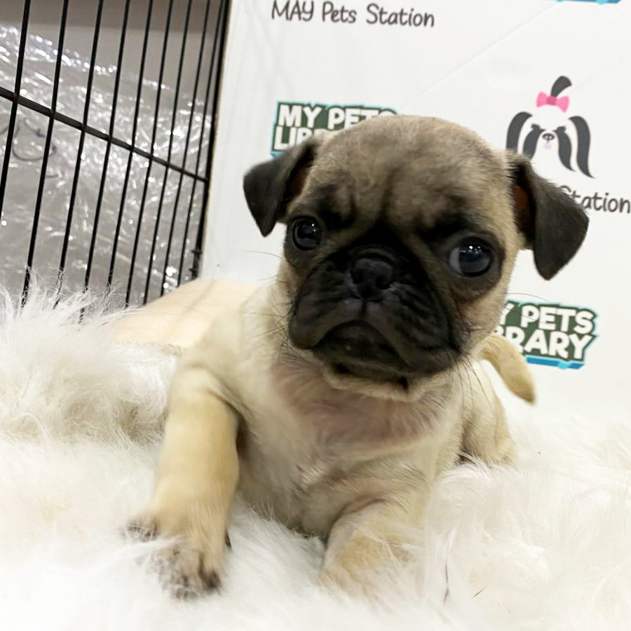 Pug Puppy (Female) For Sale