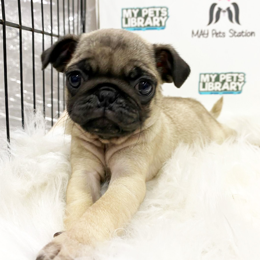 Pug Puppy (Female) For Sale