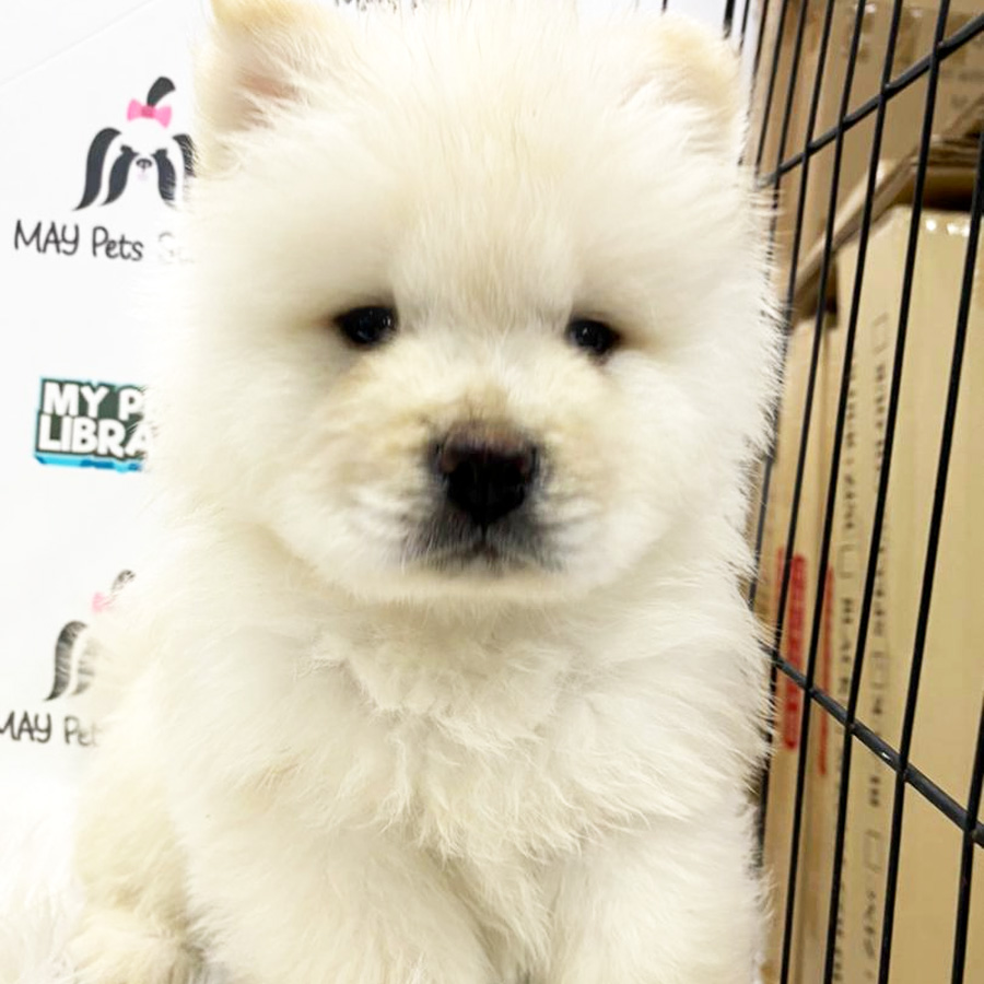 Chow Chow Puppy For Sale