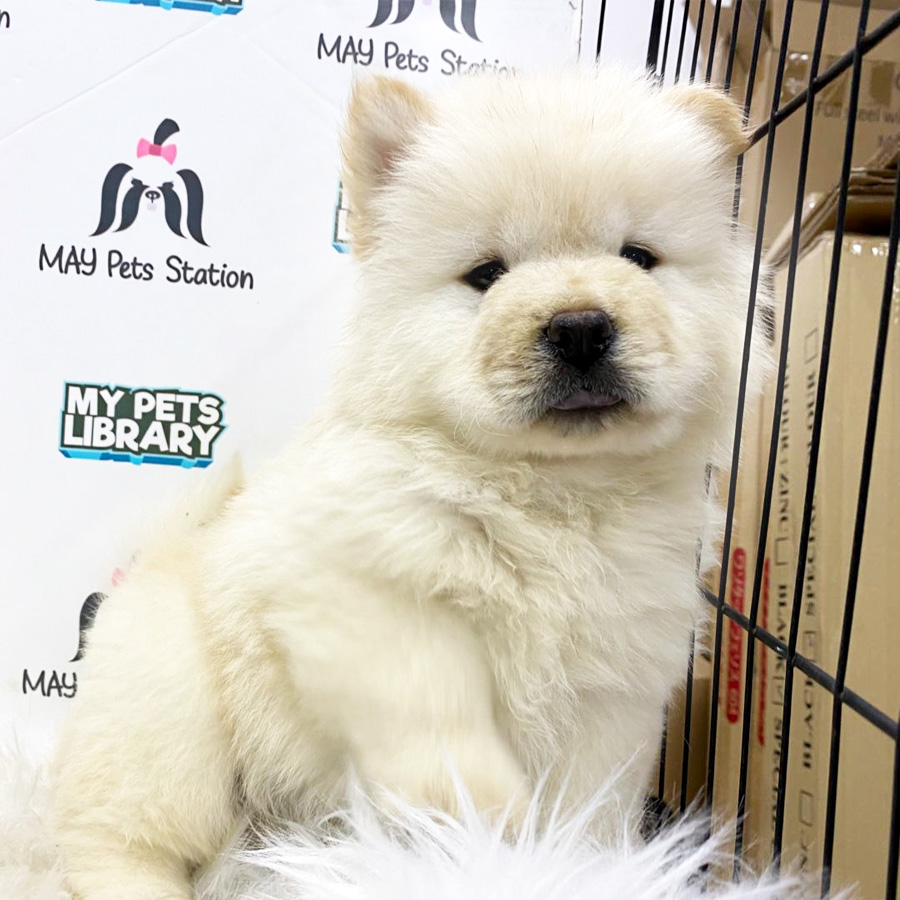Chow Chow Puppy For Sale