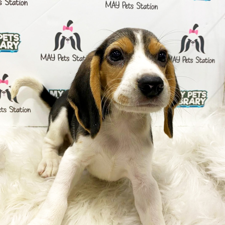 Beagle Puppy (Male) For Sale
