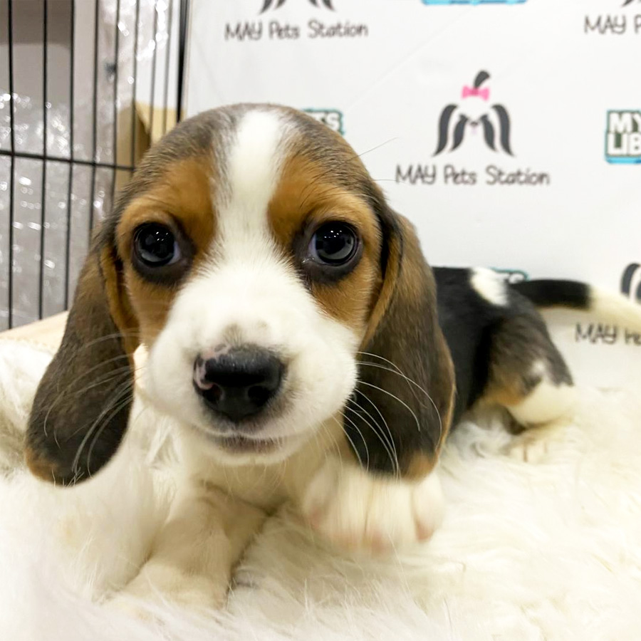 Beagle Puppy (Female) For Sale