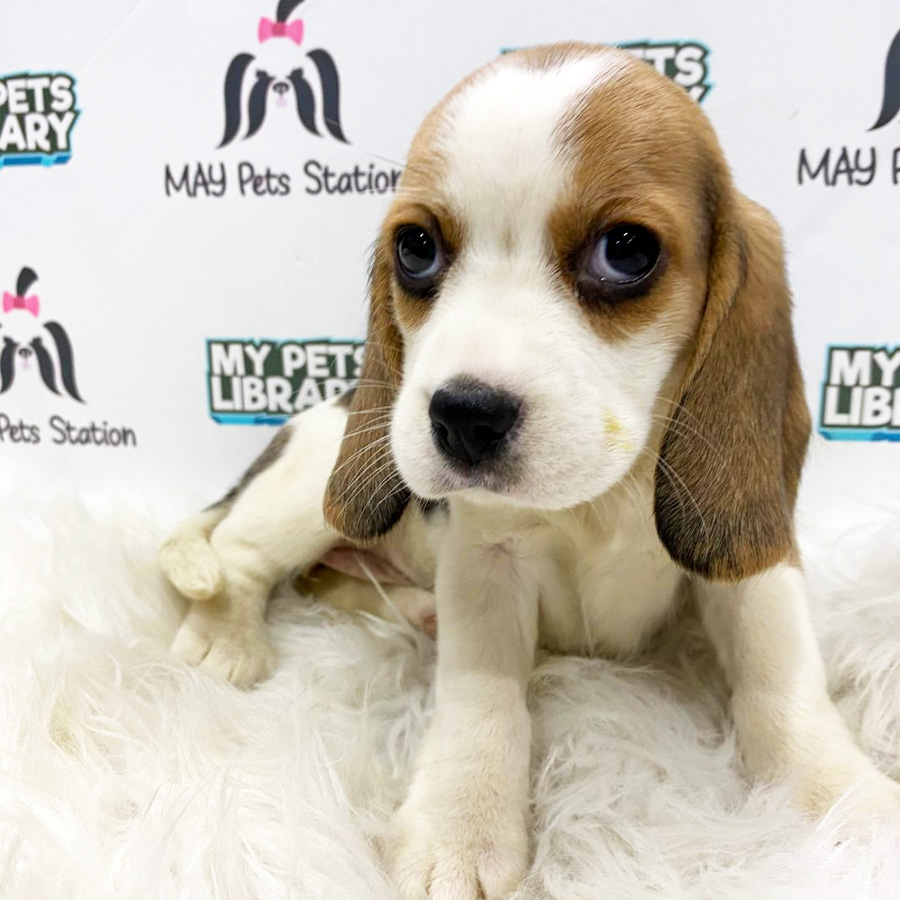Beagle Puppy (Female) For Sale