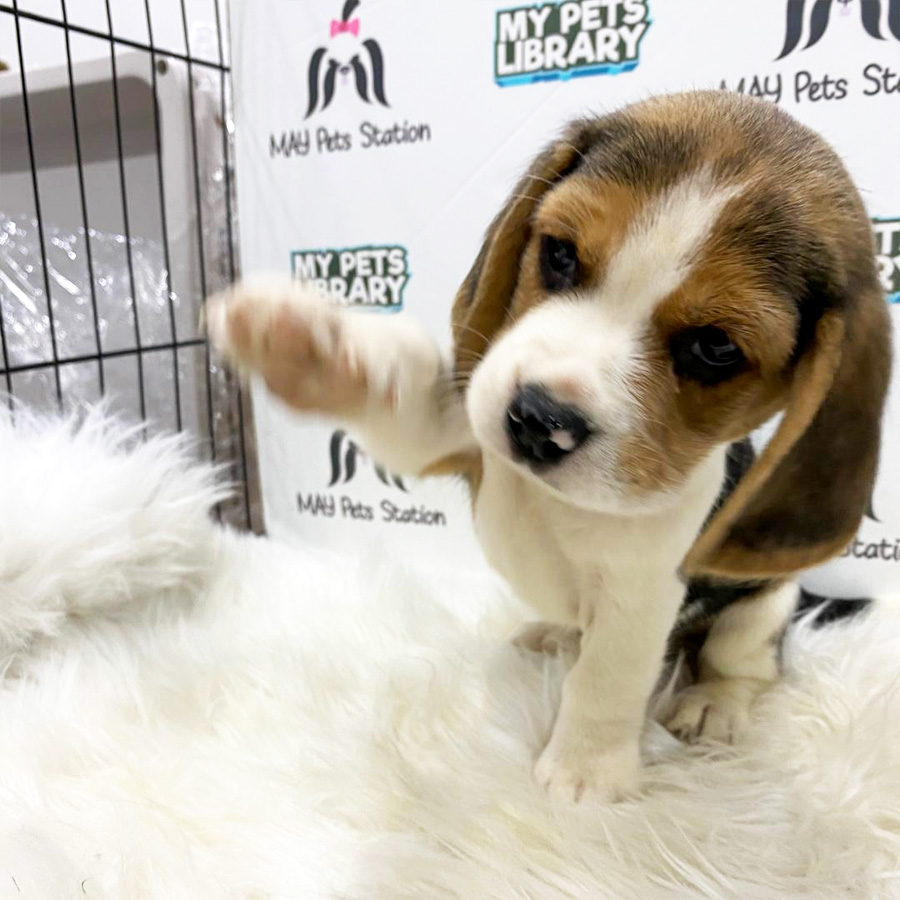 Beagle Puppy (Male) For Sale