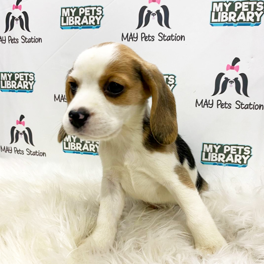Beagle Puppy (Female) For Sale