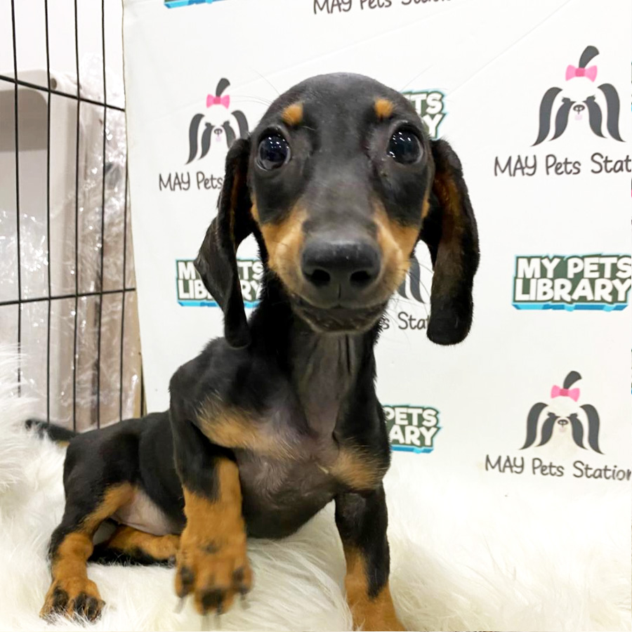 Mini Dachshund Puppy For Sale