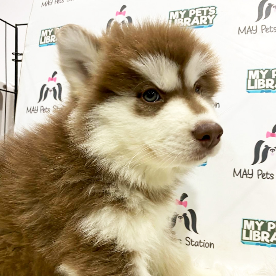 Wooly Husky Puppy For Sale