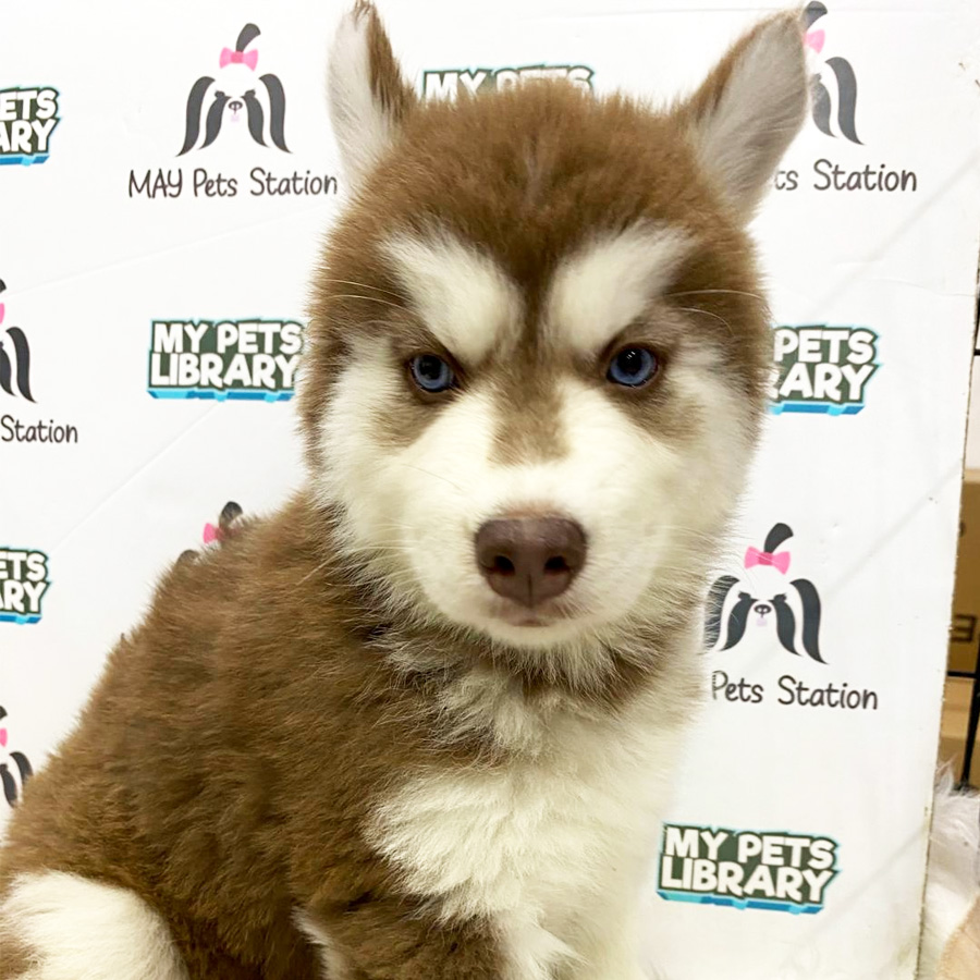 Wooly Husky Puppy For Sale