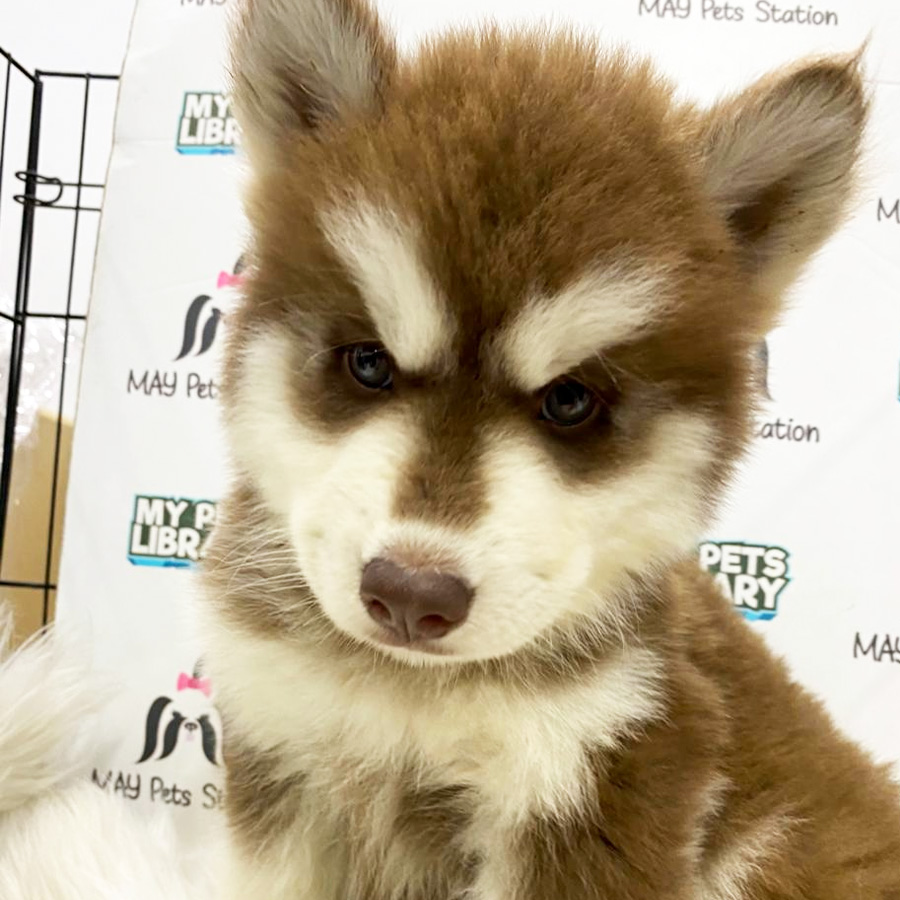 Wooly Husky Puppy For Sale