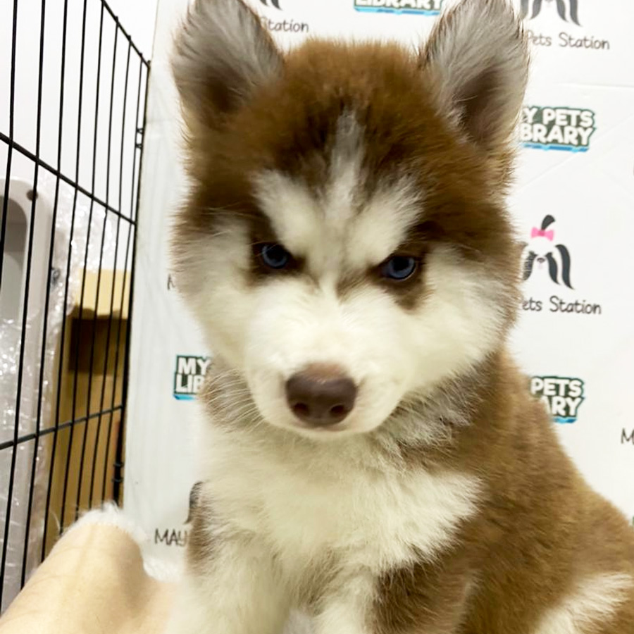 Wooly Husky Puppy For Sale